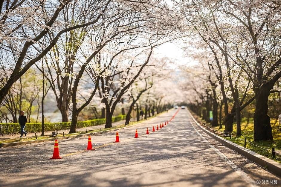 가실벚꽃길