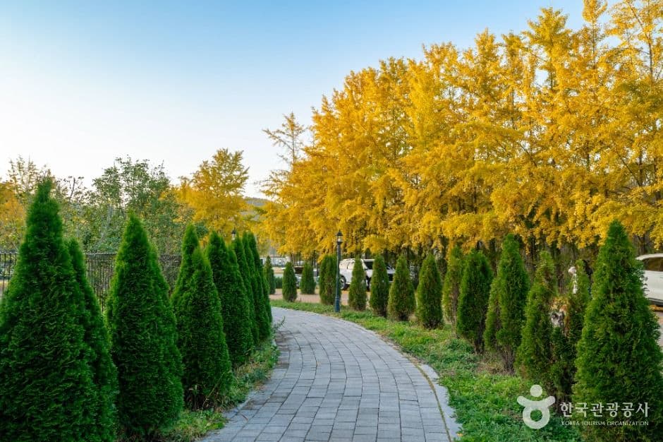 나주 은행나무 수목원