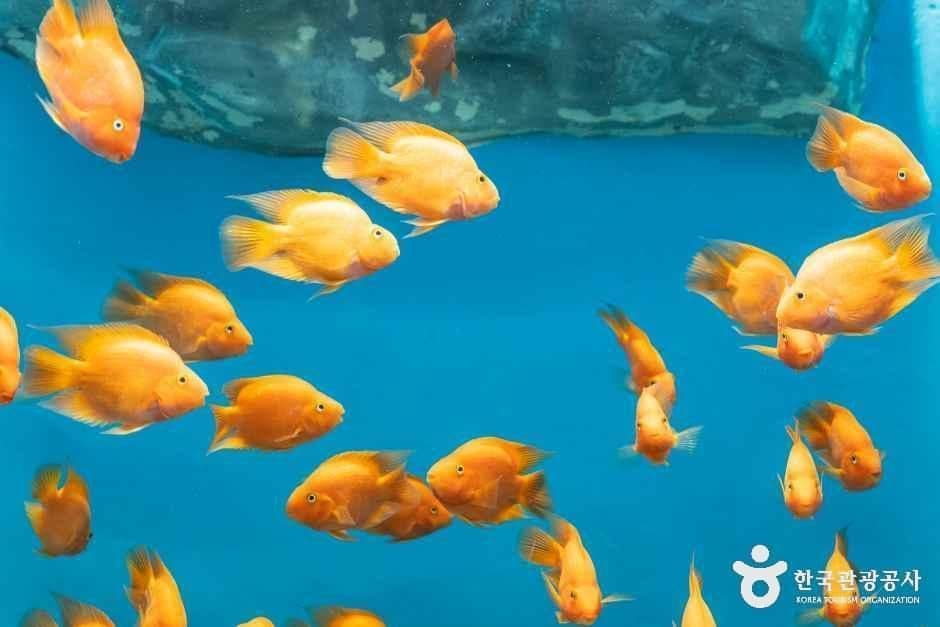 충북아쿠아리움 사진 6