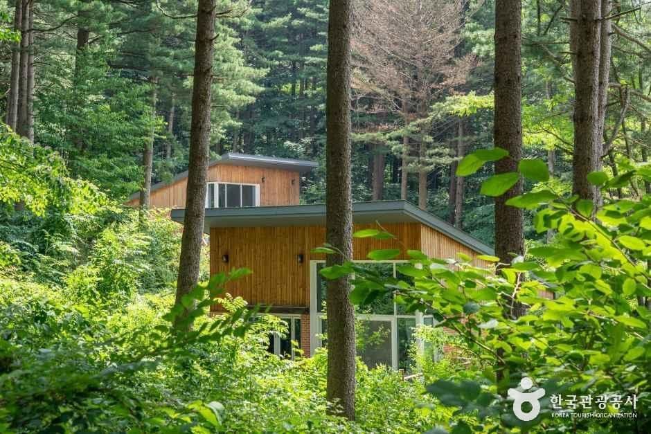 국립 청태산자연휴양림 사진 1