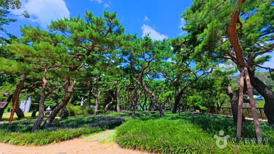 의림지 솔밭공원 사진 8