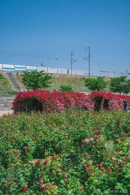 경산 하양경관농업단지 사진 2