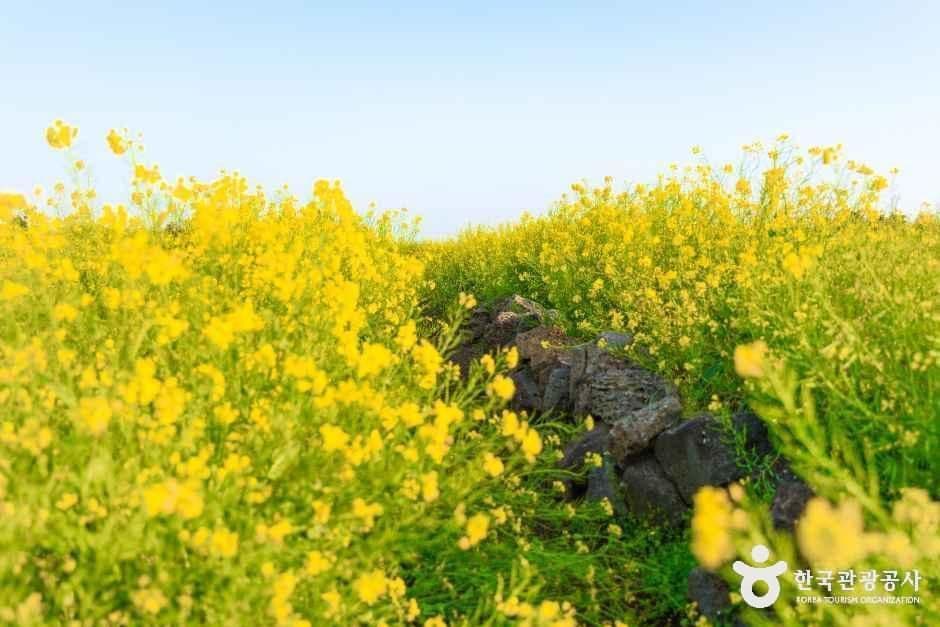 일출봉유채밭 사진 5