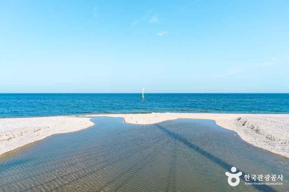 전촌솔밭해변