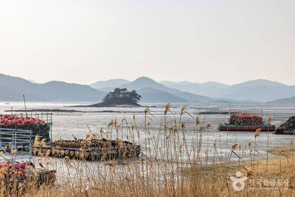 와온해변 사진 3