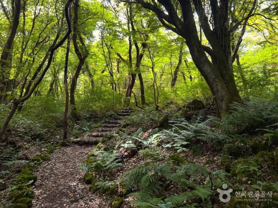 제주 교래자연휴양림 사진 1