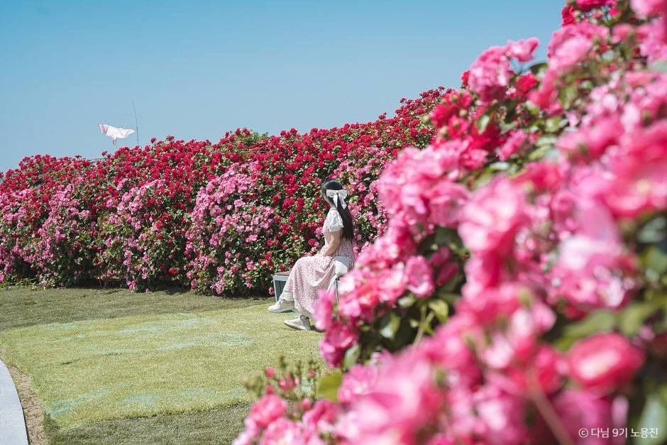 경산 하양경관농업단지 사진 5