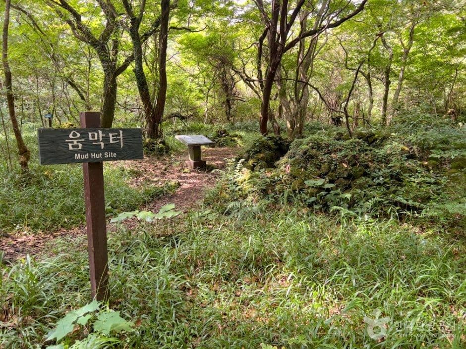 제주 교래자연휴양림 사진 3