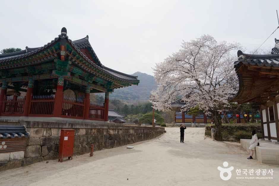 직지사 사진 2