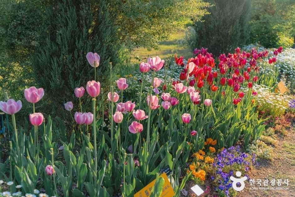 국립세종수목원 사진 3