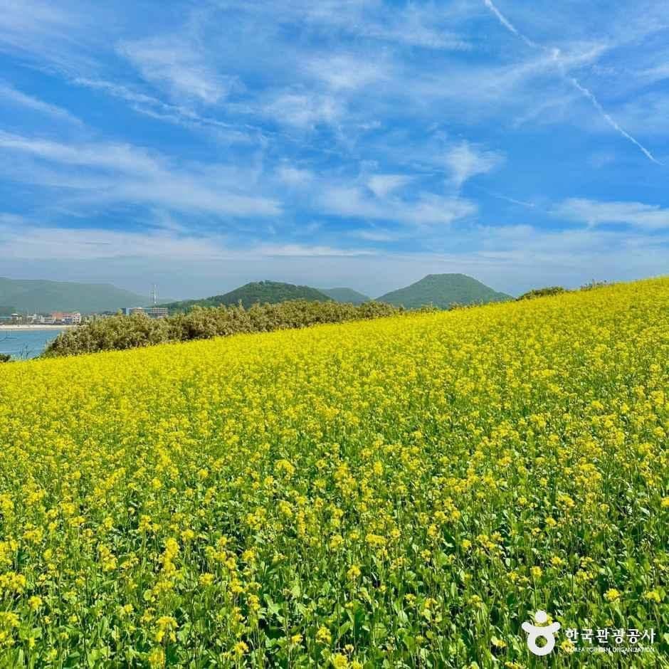 수성당 유채꽃 사진 1