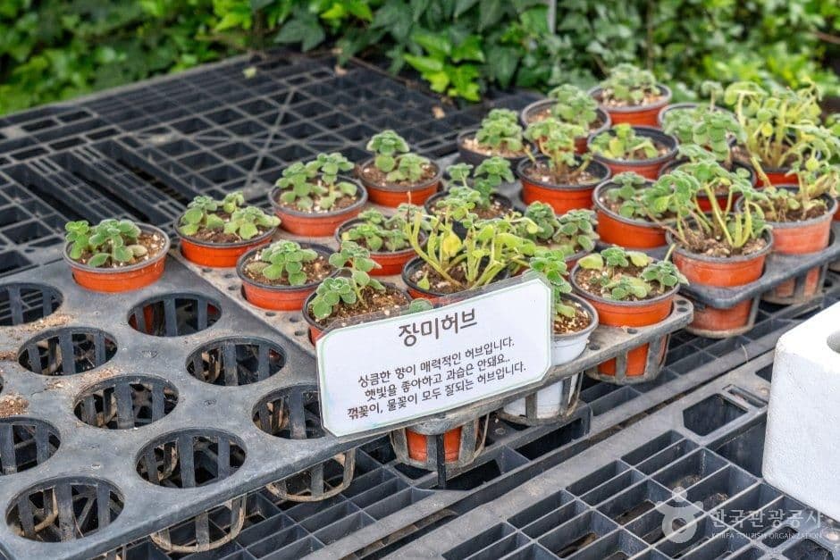 원평허브농원 사진 4