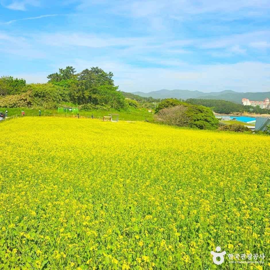 수성당 유채꽃 사진 2