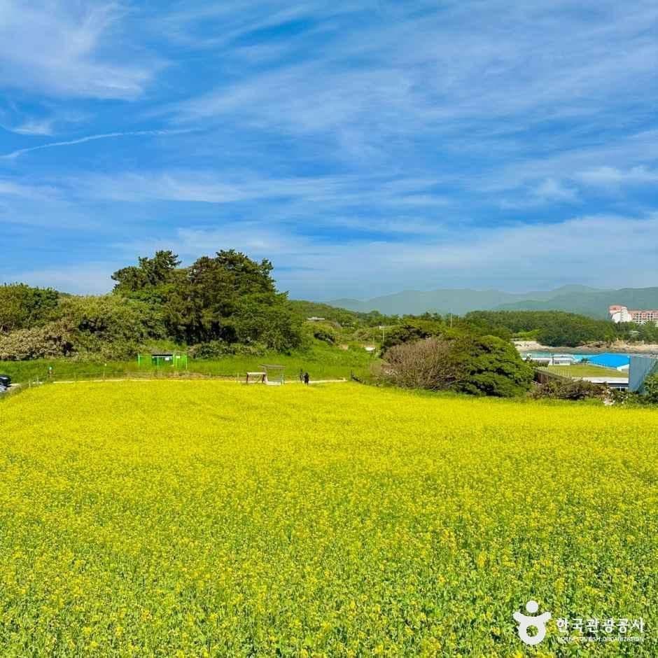 수성당 유채꽃 사진 3