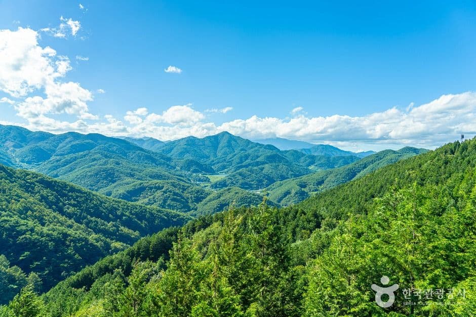 하동 편백자연휴양림 사진 6