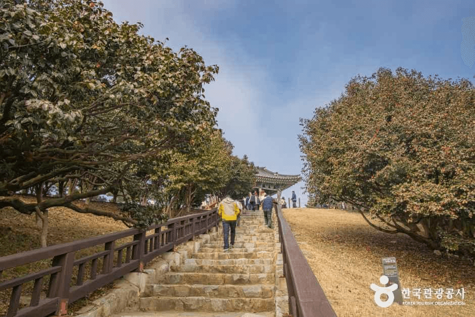 서천 마량리 동백나무 숲 사진 4
