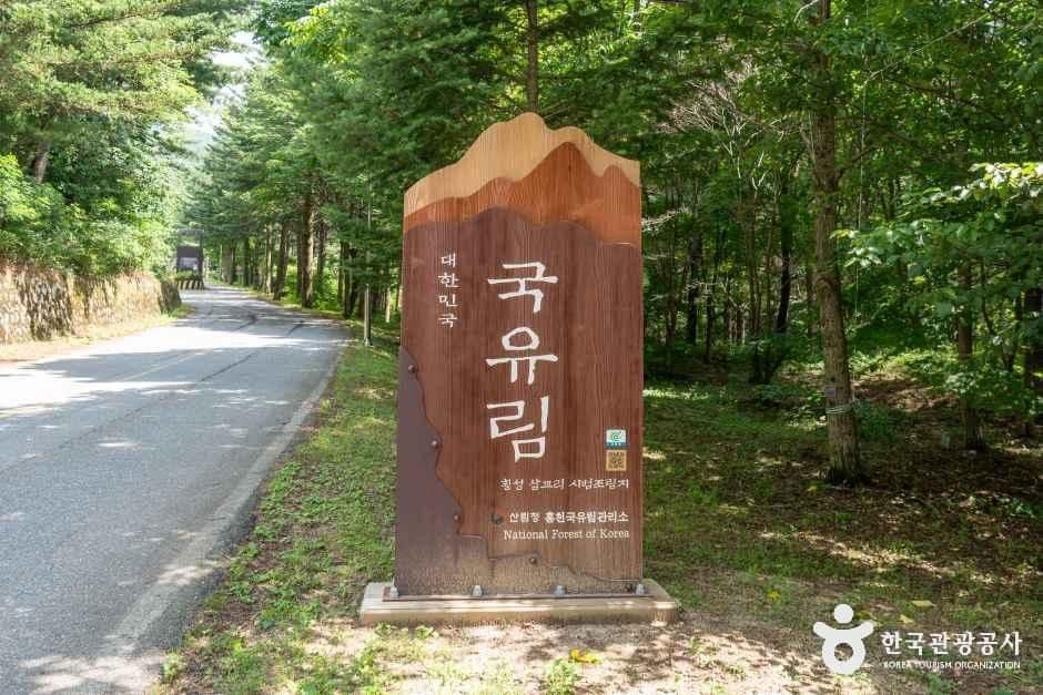국립 청태산자연휴양림 사진 3