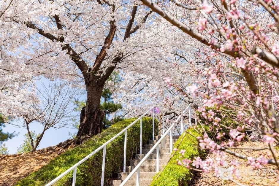 SK인천석유화학벚꽃동산 사진 1