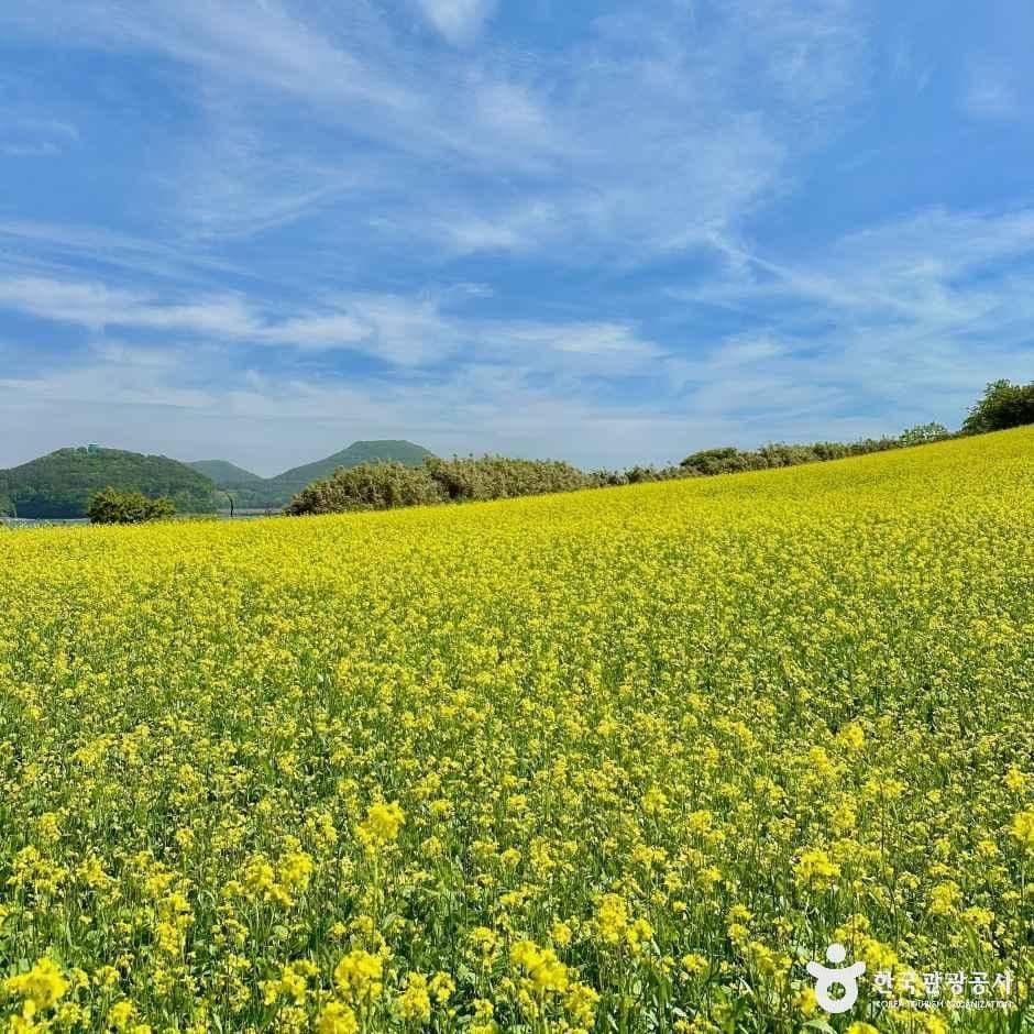 수성당 유채꽃 사진 4