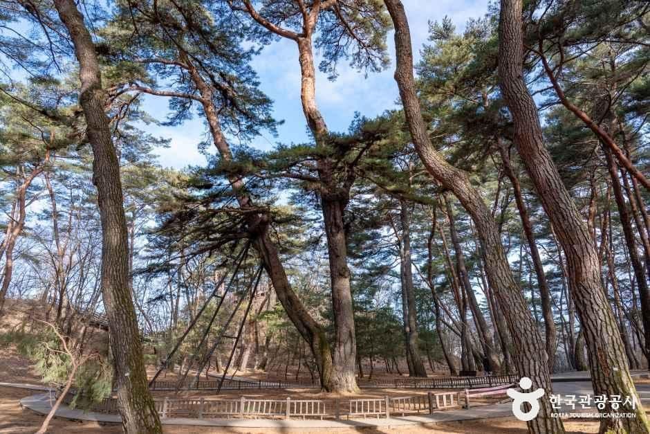 영월 청령포 사진 3
