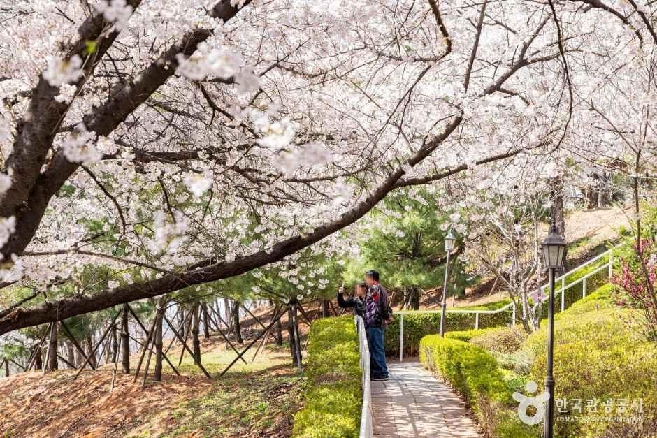 SK인천석유화학벚꽃동산 사진 2
