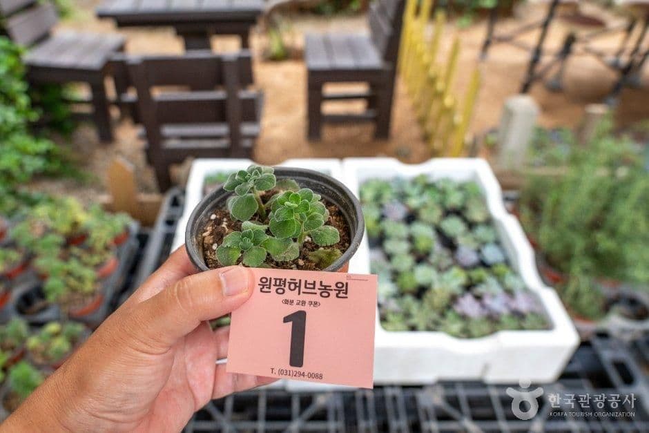 원평허브농원 사진 7