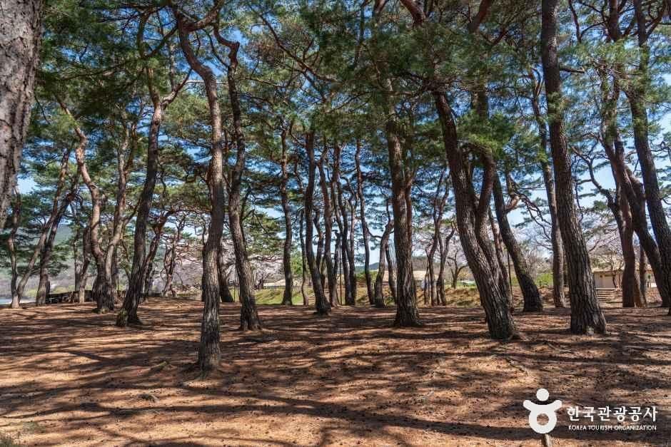 안동 하회마을 [유네스코 세계유산]