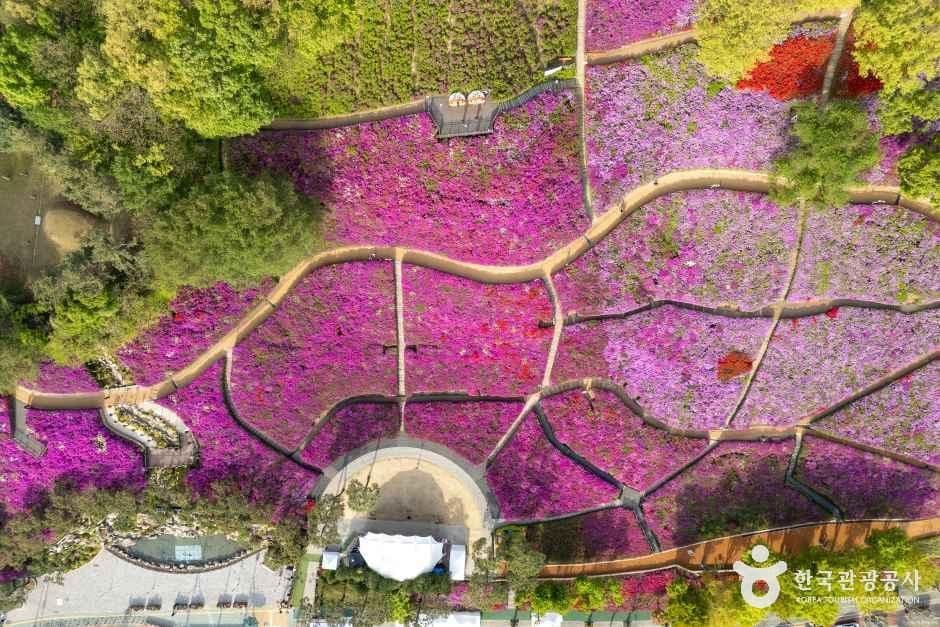철쭉동산 사진 1