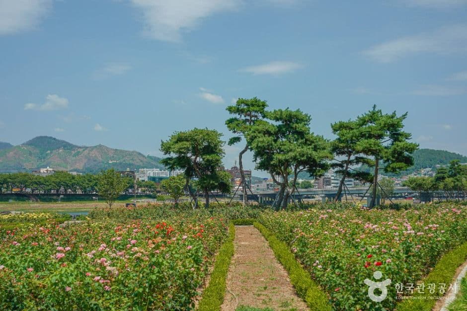 장미공원(밀양) 사진 3