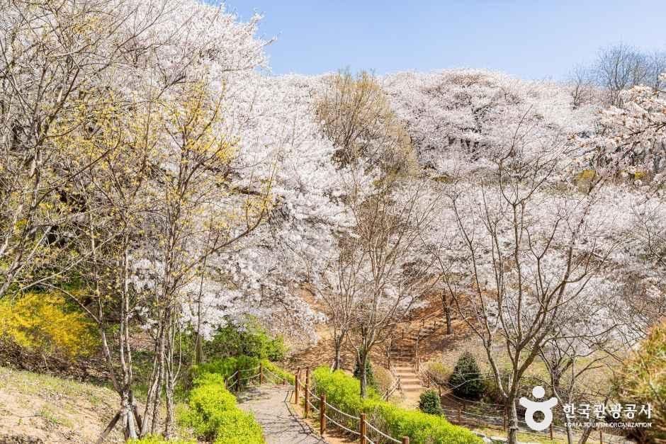 SK인천석유화학벚꽃동산 사진 4