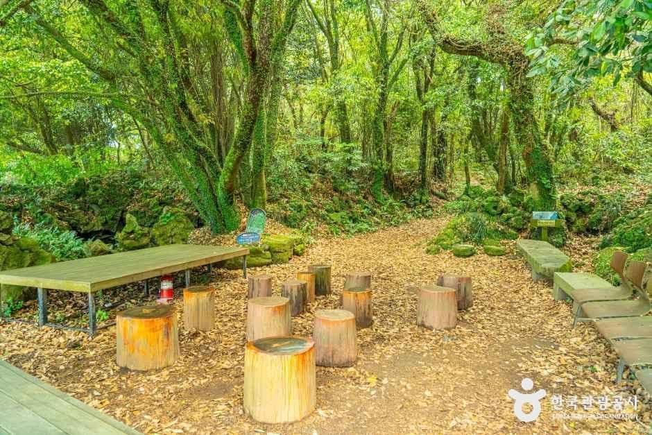 환상숲곶자왈공원 사진 5