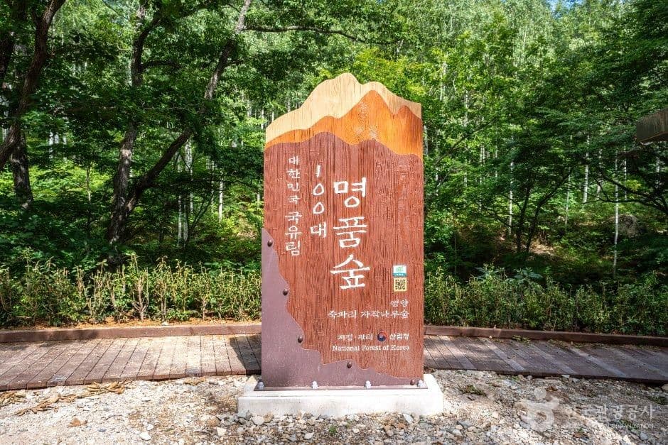 영양 자작나무숲 사진 1