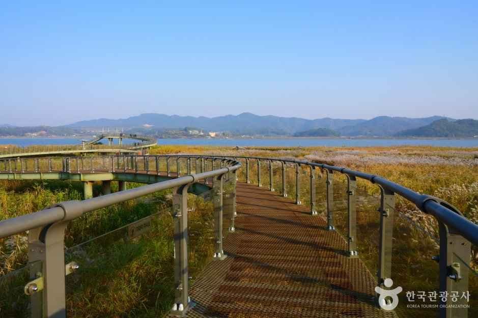 신성리 갈대밭 사진 1