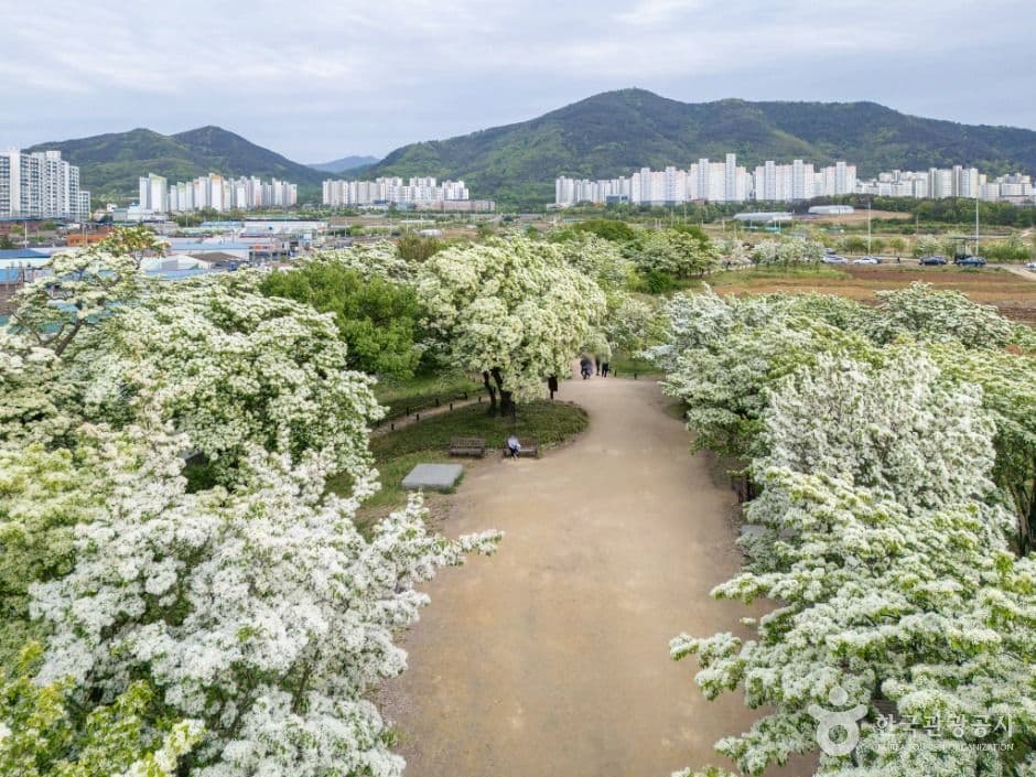 교항리 이팝나무 군락지 사진 2