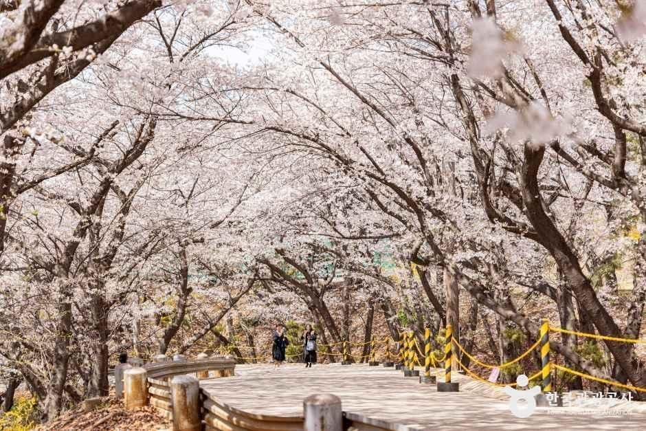SK인천석유화학벚꽃동산 사진 5