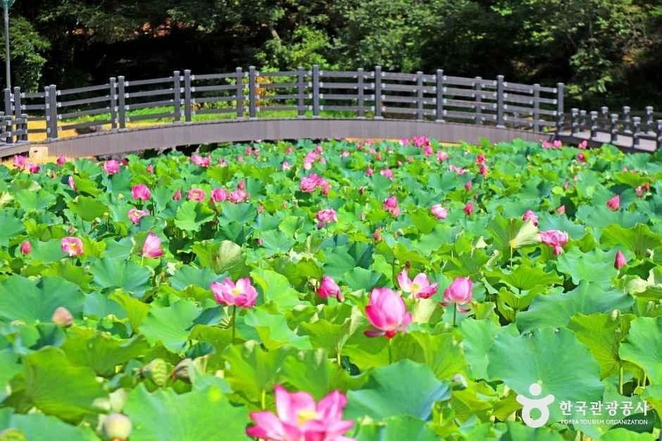 속리산연꽃단지 사진 1