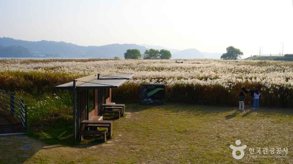 신성리 갈대밭 사진 2
