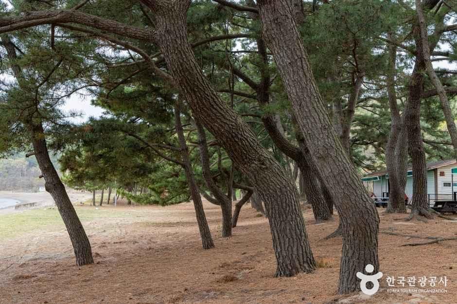장봉도 한들해수욕장 사진 2
