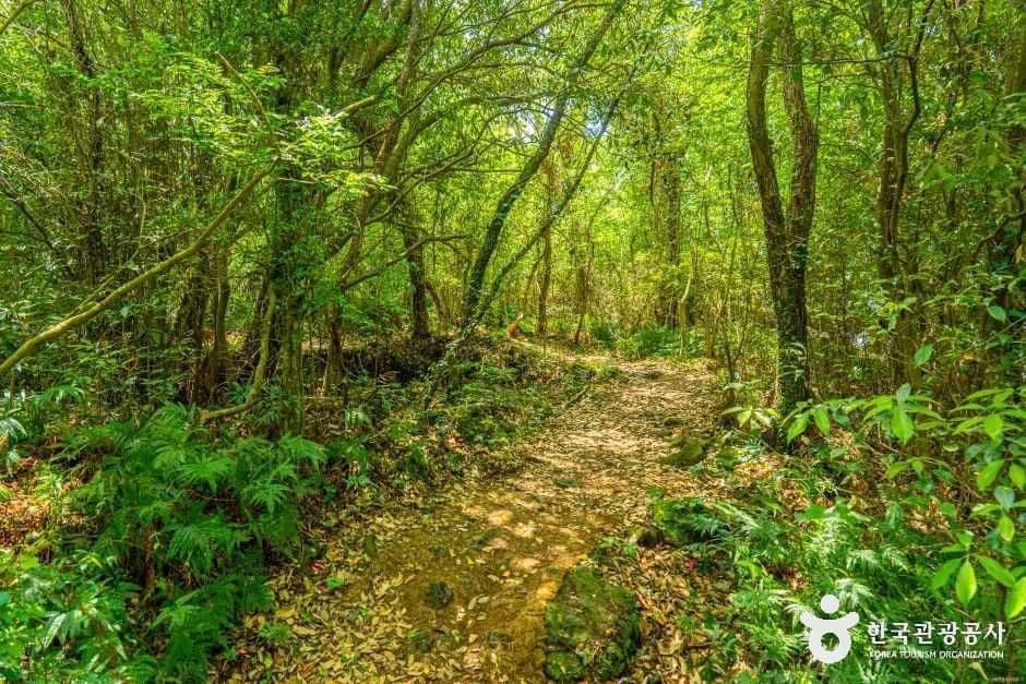 환상숲곶자왈공원 사진 7