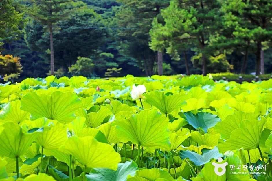 속리산연꽃단지 사진 2