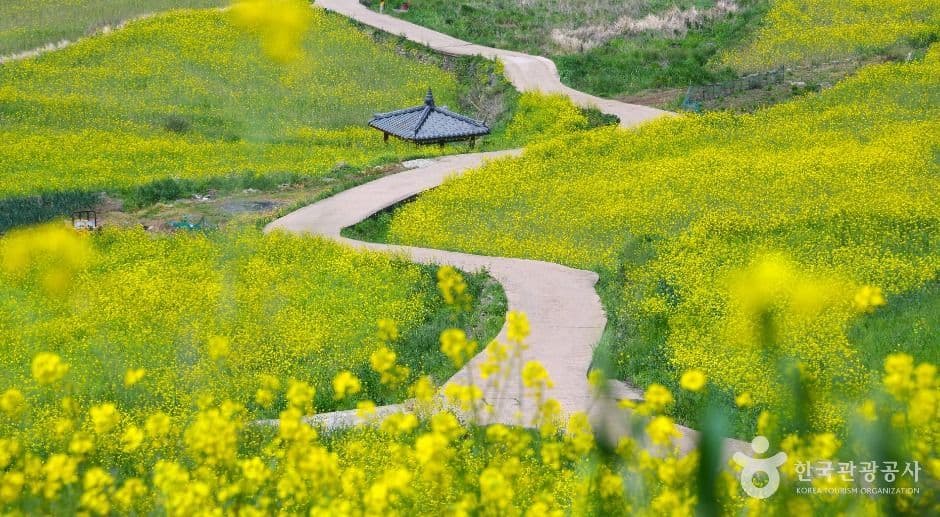 청산도 사진 4