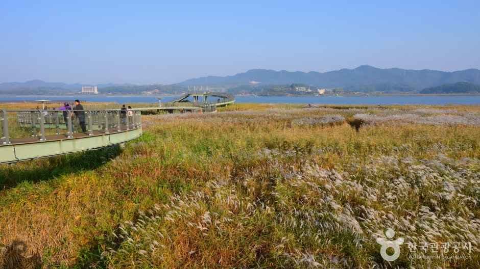신성리 갈대밭 사진 3