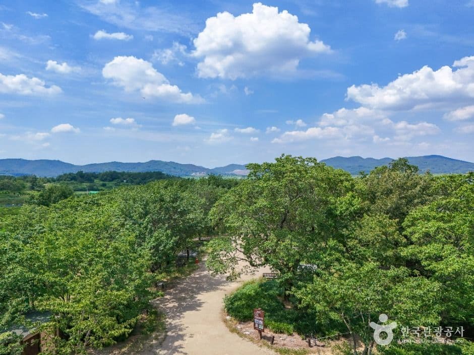 교항리 이팝나무 군락지 사진 4