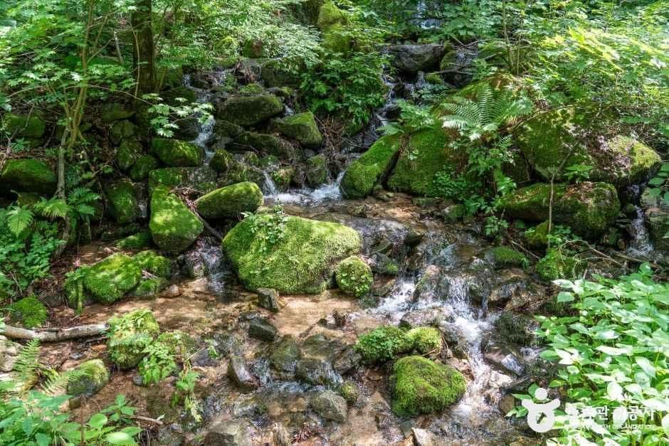 국립 청태산자연휴양림 사진 6