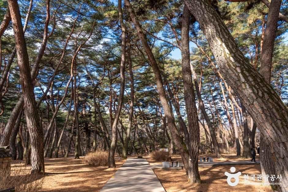 영월 청령포 사진 8