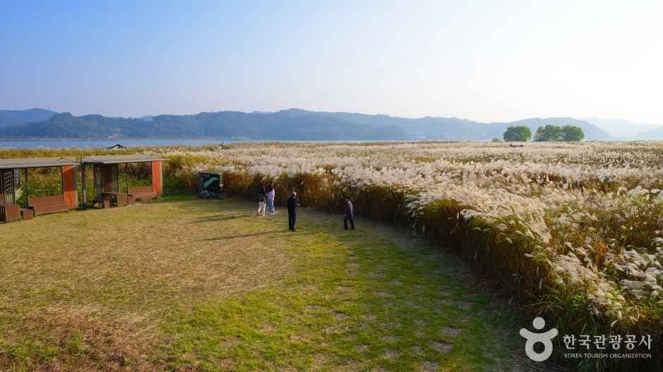 신성리 갈대밭 사진 4