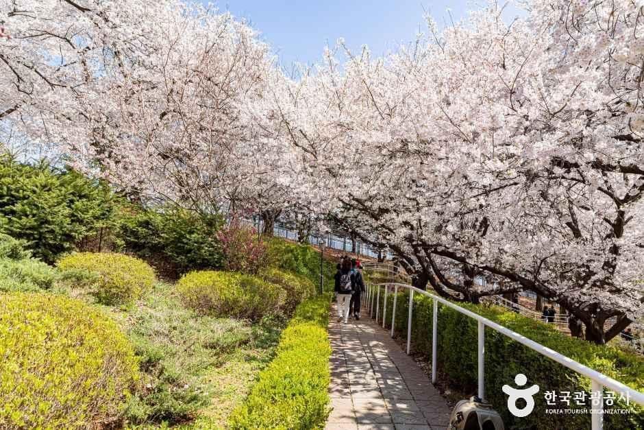 SK인천석유화학벚꽃동산 사진 6