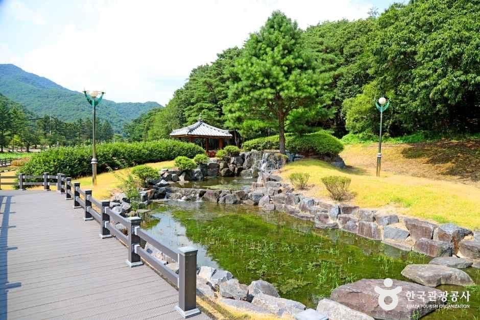속리산연꽃단지 사진 4