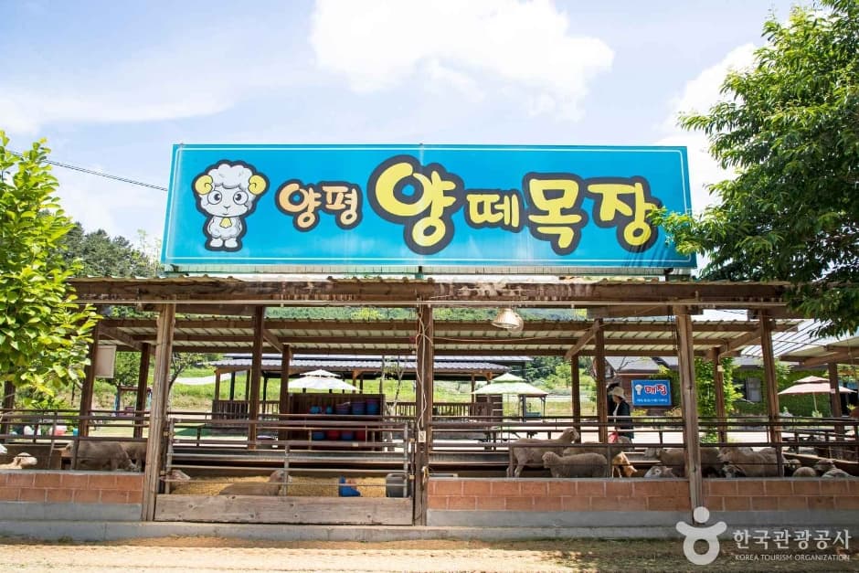 양평양떼목장 사진 8