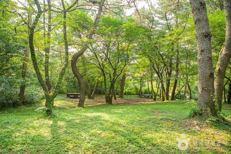 [한라산 둘레길 9구간] 숫모르편백숲길